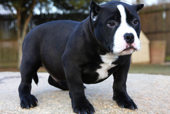 American Bully For Sale spice21.co.uk